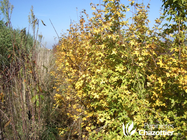 Acer Campestris