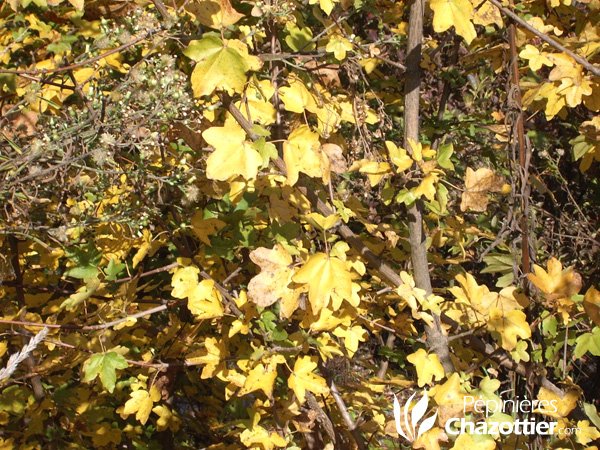Acer Campestris