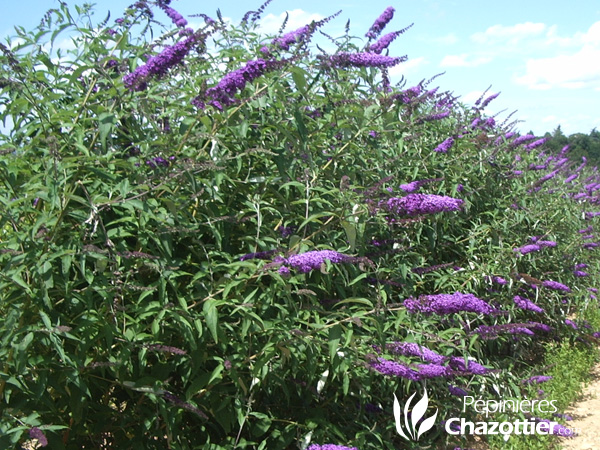 Buddleya Davidii