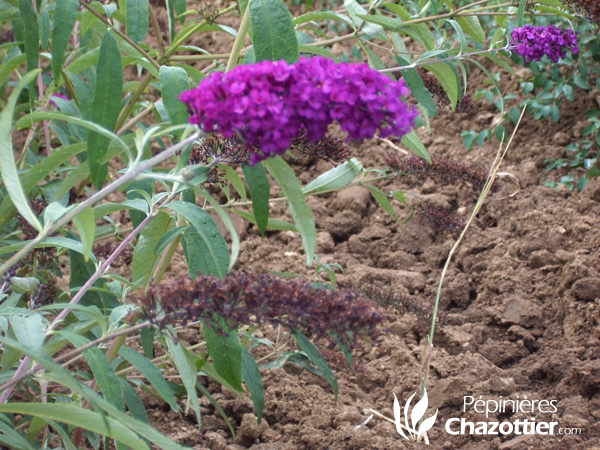 Buddleya Davidii