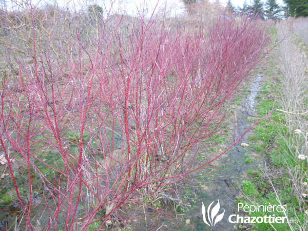 Cornus Alba Elegantissima