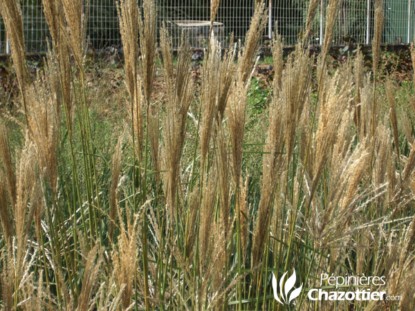 Miscanthus Nippon