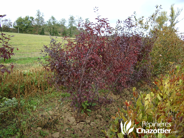 Prunus Cistena