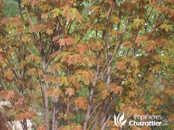 Acer Saccharinum Pyramidal
