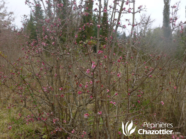 Viburnum Bodnentense Dawn